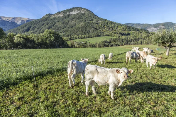 Krowy pasące się na łące w Alpy — Zdjęcie stockowe