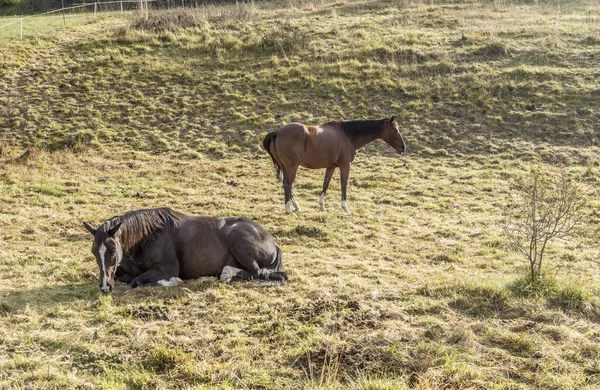 Horse at a meadow — Stock Photo, Image