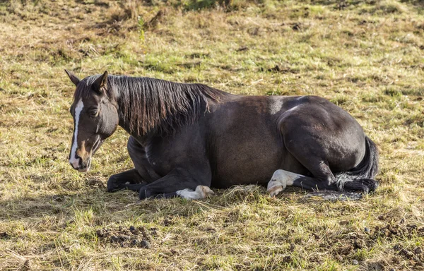 Horse at a meadow — Stock Photo, Image