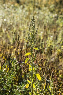 güzel vahşi çiçek açan çiçek