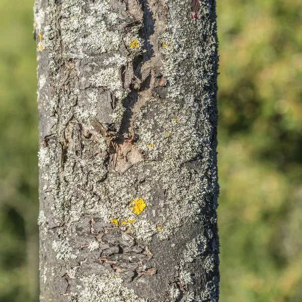 Natürliche Rindenoberfläche — Stockfoto