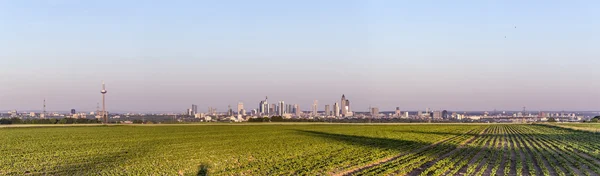 Skyline de Francfort avec des champs — Photo