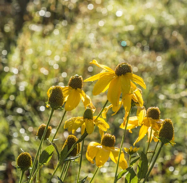 Beautiful wild yellow blooming flower — Stock Photo, Image