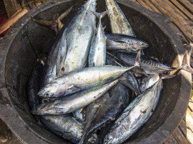 catch of the day of a fisherman