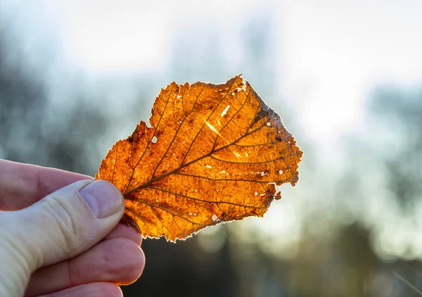 Mujer sosteniendo una hoja de otoño en su mano — Foto de Stock