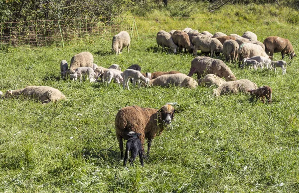 Manada de ovejas en un pasto verde que sugiere granja cultivada orgánica —  Fotos de Stock
