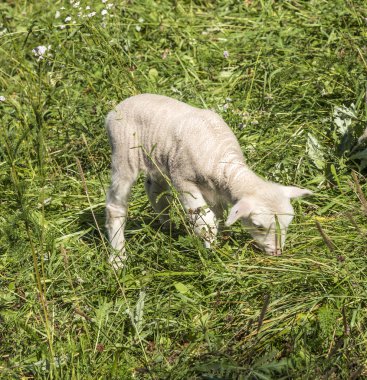 Koyun sürüsü organik yetiştirilen tarım düşündüren bir yeşil mera üzerinde