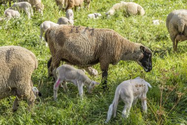 Koyun sürüsü organik yetiştirilen tarım düşündüren bir yeşil mera üzerinde