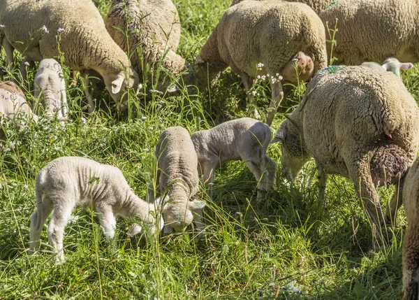 Стадо овец на зеленом пастбище предполагает органическую ферму — стоковое фото