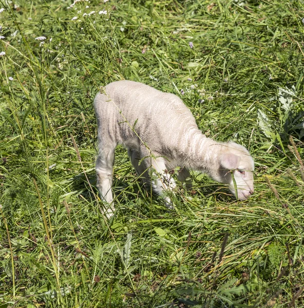 Manada de ovejas en un pasto verde que sugiere granja cultivada orgánica — Foto de Stock