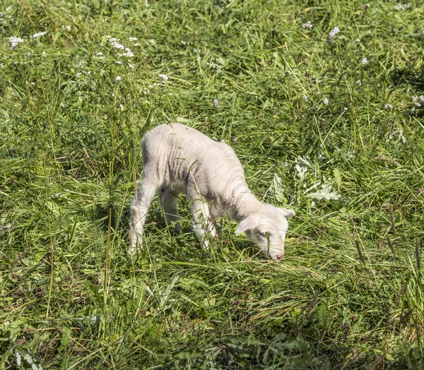 Fårskock på en grön betesmark tyder på ekologisk odlade gård — Stockfoto