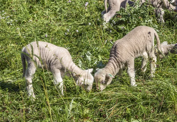 Troupeau de moutons dans un pâturage vert suggérant une ferme biologique — Photo