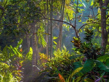 Ubud, Endonezya yakınlarındaki Bali 'de manzaralı yağmur ormanları