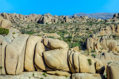 joshua tree national Park Manzaralı jumbo kaya