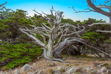 Kıbrıs Koyu Patikası Point Lobos, California, Usa