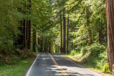 Sekoya ağaçları ile yoğun orman yolda