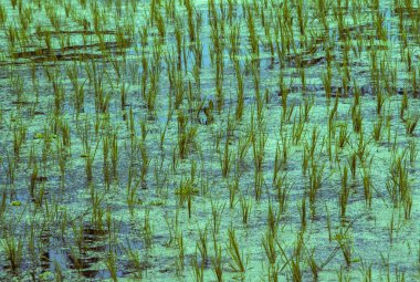 pirinç tarlasının arka planı su ve detay olarak