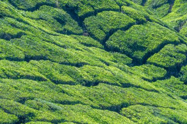 Munnar 'daki çay tarlalarının manzarası, Anamudi Şola ulusal parkı, Kerala, Hindistan