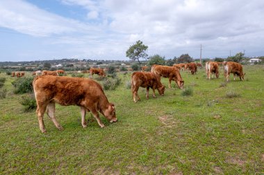 Portekiz 'in Algarve bölgesindeki çayırlarda taze yeşil otlayan inekler.