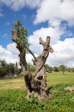 Portekiz 'deki çayırda yaşlı zeytin ağacı kütüğü.