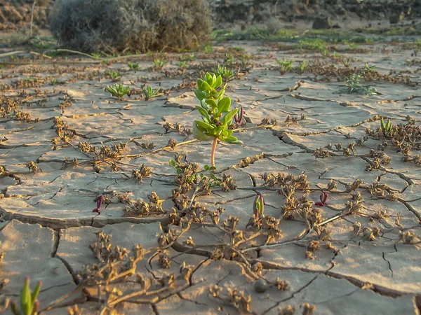 Gedroogde bodem met eerste planten groeien ik — Stockfoto