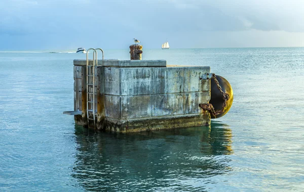 Möwe sitzt auf einem Ponton mit Sonnenuntergang und Meer im Hintergrund — Stockfoto