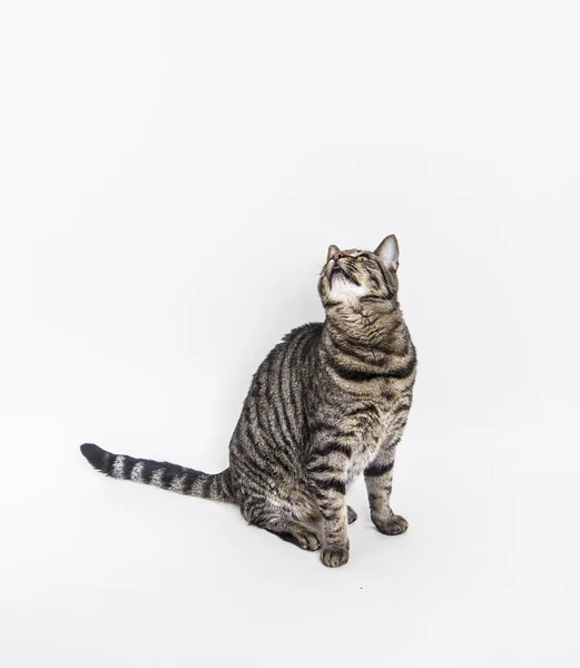 Lindo gato poses en el estudio —  Fotos de Stock