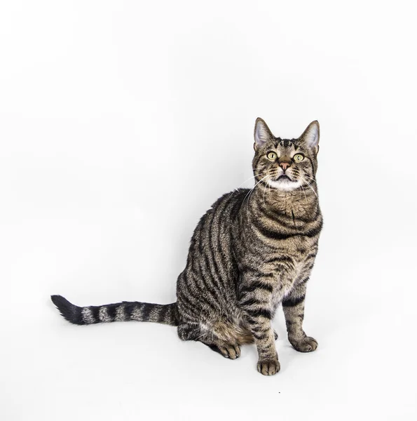 Niedliche Katze posiert im Studio — Stockfoto