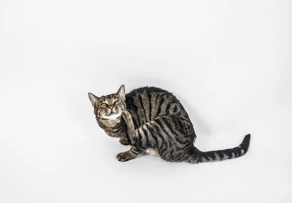 Lindo gato poses en el estudio —  Fotos de Stock