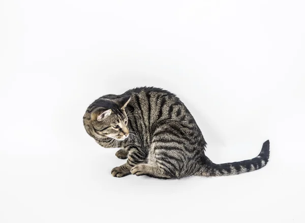 Niedliche Katze posiert im Studio — Stockfoto