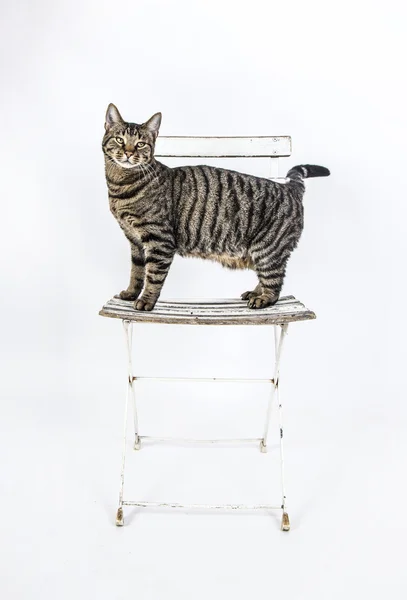 Χαριτωμένο γάτα θέτει σε μια παλιά καρέκλα — Φωτογραφία Αρχείου