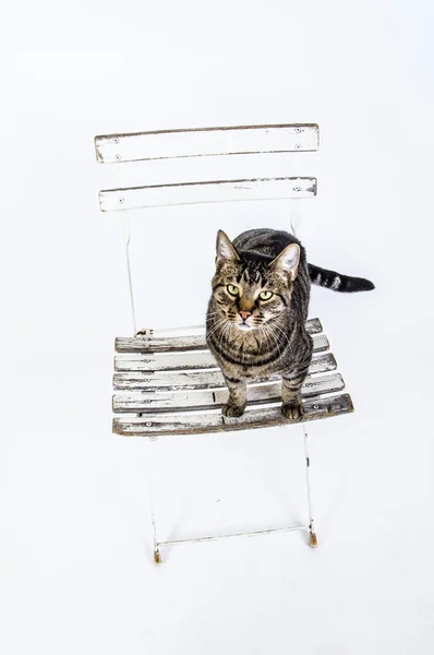 Söt katt poser på en gammal stol — Stockfoto