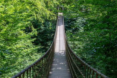 Almanya, Bingen 'de macera treniyle yeşil ormanda ahşap köprü.