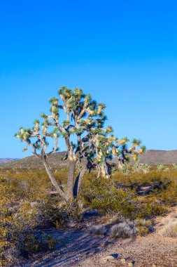 Maltepe sıcak parlak ışık
