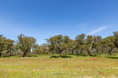 Güneşli bir günde Portekiz 'de manzaralı zeytin ağaçları