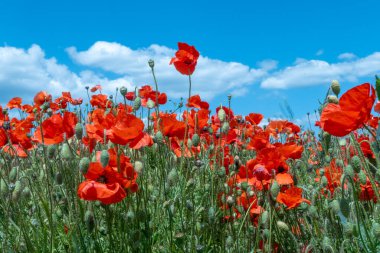 Yoğun kırmızı ve mavi gökyüzü renginde gelincik çiçeği tarlası