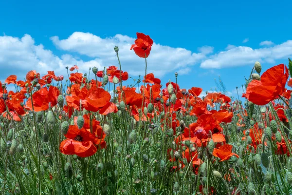 Yoğun kırmızı ve mavi gökyüzü renginde gelincik çiçeği tarlası