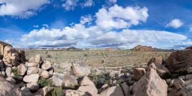 Joshua Tree Ulusal Parkı 'ndaki Joshua ağacı manzarası.