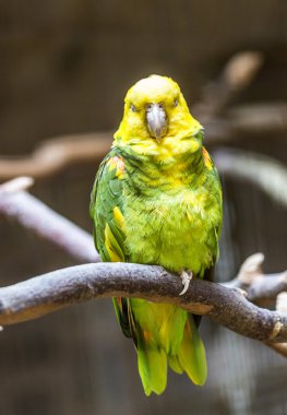 muhabbet kuşu bir dalı üzerinde oturur