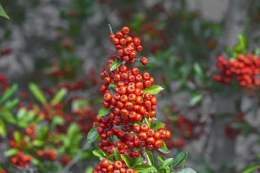 firethorn detay