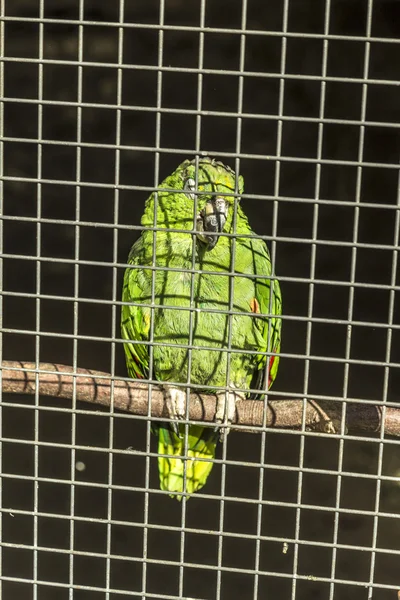 Macaw așezat cocoțat — Fotografie, imagine de stoc