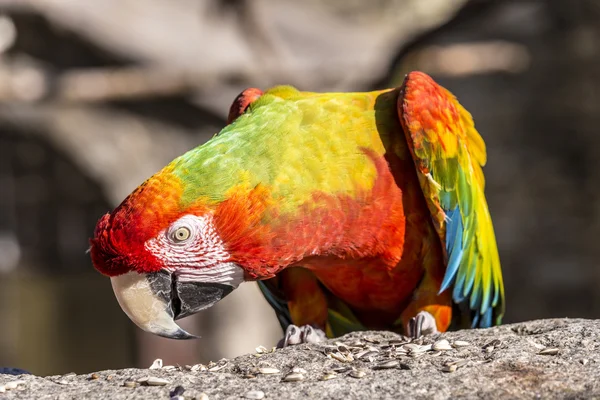 Macaw นั่งอยู่บนเตียง — ภาพถ่ายสต็อก