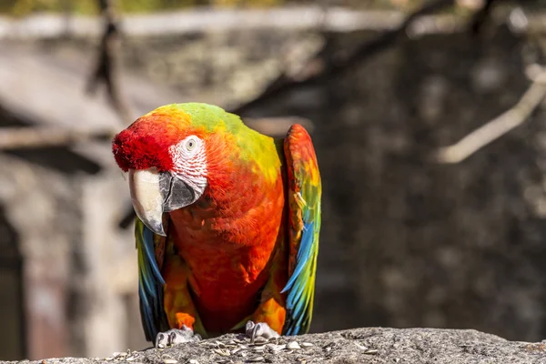 Macaw นั่งอยู่บนเตียง — ภาพถ่ายสต็อก