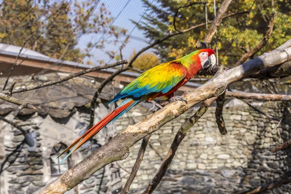 Amerika papağanı oturan tünemiş — Stok fotoğraf
