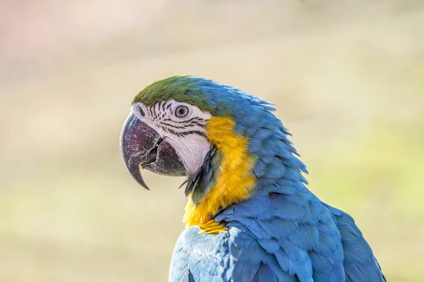 Macaw นั่งอยู่บนเตียง — ภาพถ่ายสต็อก