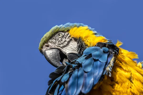 Macaw așezat cocoțat — Fotografie, imagine de stoc