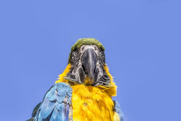 Guacamayo sentado encaramado —  Fotos de Stock