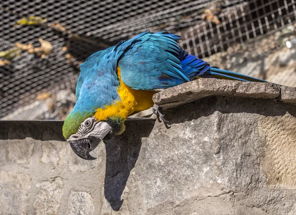 Macaw นั่งอยู่บนเตียง — ภาพถ่ายสต็อก