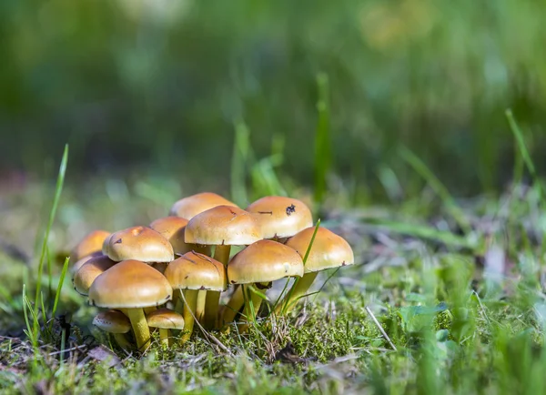 绿草上的蘑菇 — 图库照片