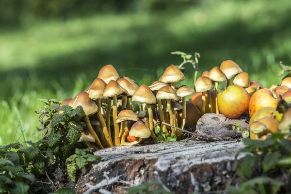 绿草上的蘑菇 — 图库照片
